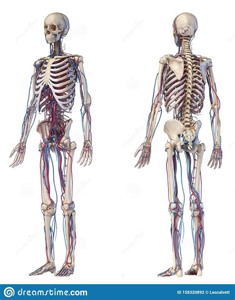Vector illustration of women's figure. Human Body Anatomy. Skeleton With Veins And Arteries. Front And Back Angles Views Stock ...