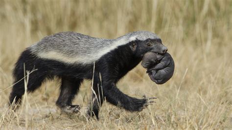 Filehoney Badger Mellivora Capensis Carrying Young Pup In Her Mouth