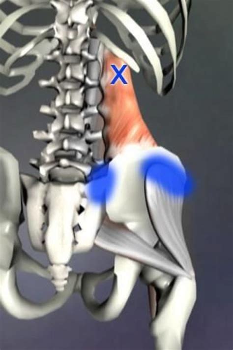 Pin On Psoas Release