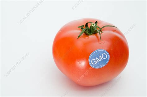 Genetically Modified Produce Tomato Stock Image C0390898