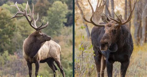 Elk Vs Moose Comparison What Are The Differences World Deer