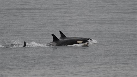 Orca Mom Lets Go Of Dead Calf After 17 Days And 1000 Miles