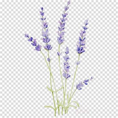 Clipart Lavender Watercolor Flowers Painting Flower Transparent