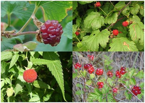 Download in under 30 seconds. File:Raspberries, fruit of four species.jpg - Wikipedia