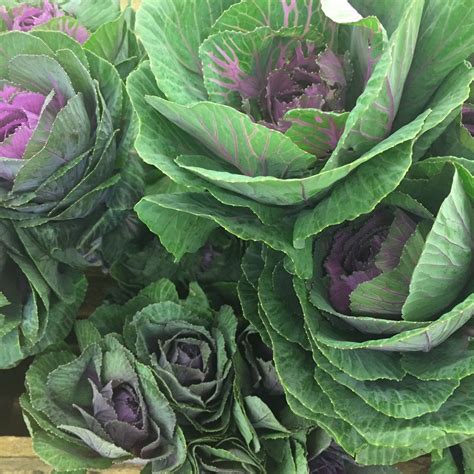 Kale Flowers Garden Plants Edible Garden Plants