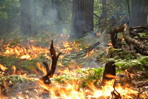 Fire Prescribed Burns Can Prevent Wildfire Blazes In Us West