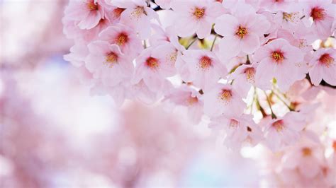 1920x1080 Pink Bloom Flowers Petals Sakura Spring Coolwallpapersme