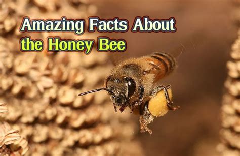 Amazing Facts About The Honey Bee Did You Know Science