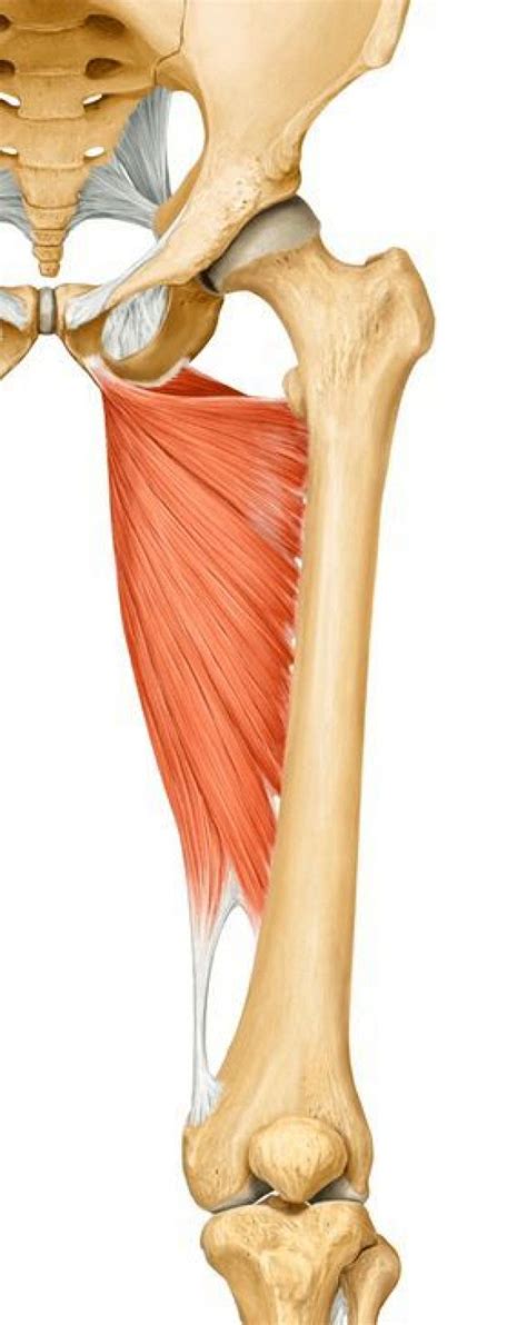 adductor magnus muscle #PsoasPain | Muscle anatomy, Adductor magnus