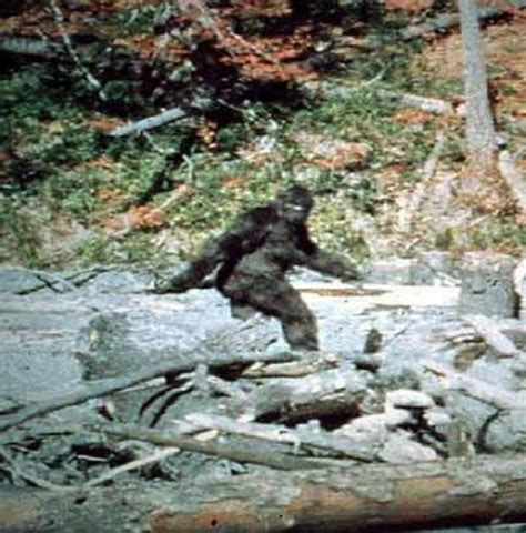 Is Bigfoot Real Emerging Scientific Evidence Ancient Origins
