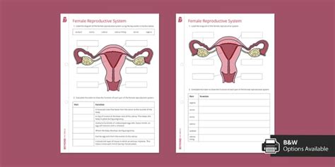 Female Reproductive System Worksheet Beyond Teacher Made