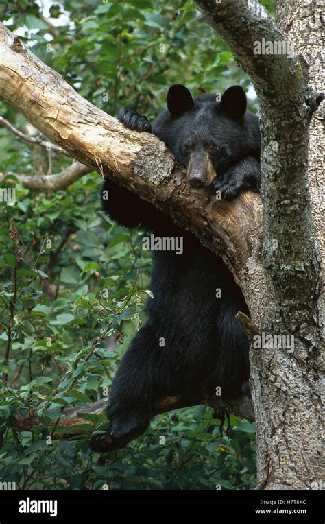 Black Bear Ursus Americanus Adult In Tree Stock Photo Alamy
