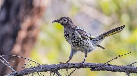 Sightings Of Critically Endangered Regent Honeyeater In Nsw Give