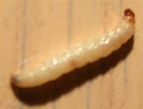 If you find an ants' nest in your house, you need to act quickly, before they multiply. Pantry Infestation: Indian Meal Moths - What's That Bug?