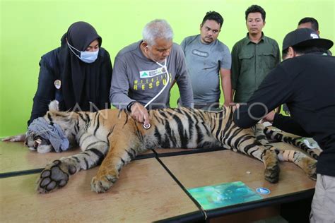Pemeriksaan Harimau Sumatera Di Aceh Selatan Antara Foto