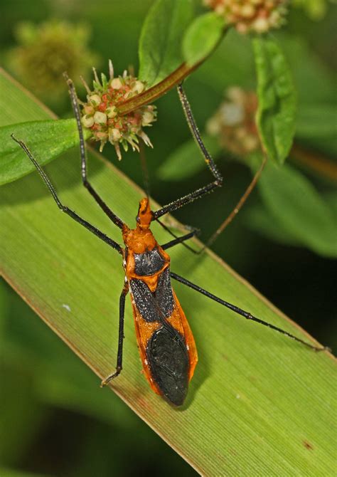 milkweed assassin bug zelus longipes arthur r marshall… flickr