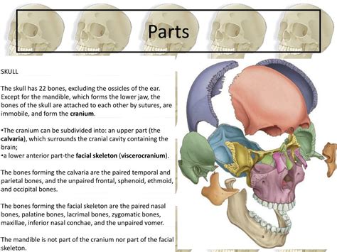 Ppt Skull Powerpoint Presentation Free Download Id2027576