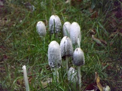 Edible Wild Mushrooms In Ohio All Mushroom Info