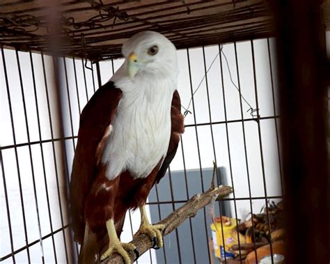 Kepala, leher, dan dda putih; Taman Satwa Tanpa Izin di Kalimantan Barat Ditertibkan ...