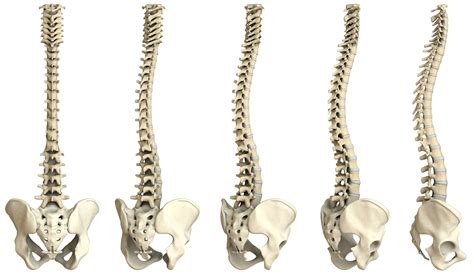 l anatomia della colonna vertebrale e i benefici del pilates