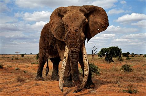 good news and bad news for african elephants range is just 17 of what it could be