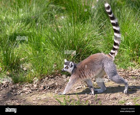 Ring Tailed Lemur Lemur Catta Seen Of Profile And Walking With Tail