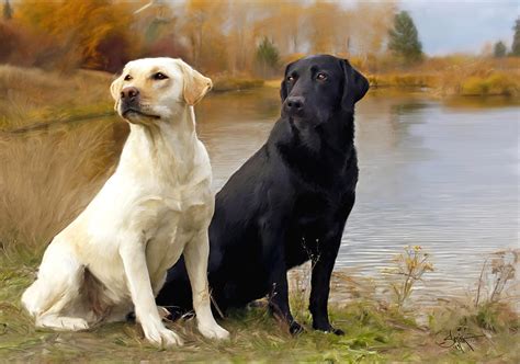 Two Labs Painting By Robert Smith Pixels