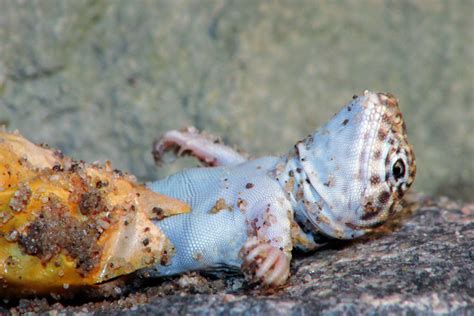 Photo Gallery Collared Lizards Hatchling