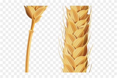 Wheat Clipart Transparent Background Stalk Of Grain Clipart Hd Png