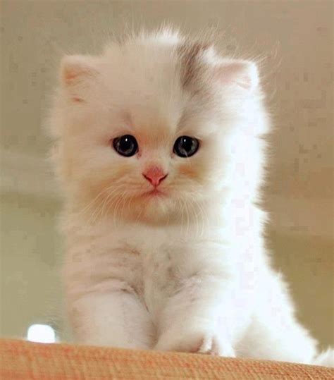 Dailydose Of Kittens Thedaiiykitten On Twitter Kittens Cutest Cute