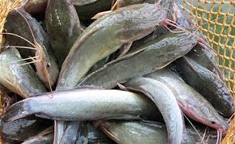 jenis ikan air tawar konsumsi   diminati penyuluh