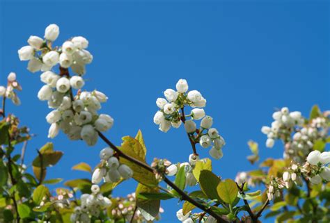 Flowering And Pollination In Blueberry Koppert Uk