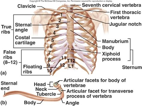 All 12 pairs of ribs attach to the building blocks of the spine (vertebrae) in the back. location of heart and bones | Lecture 10: Axial Skeleton ...