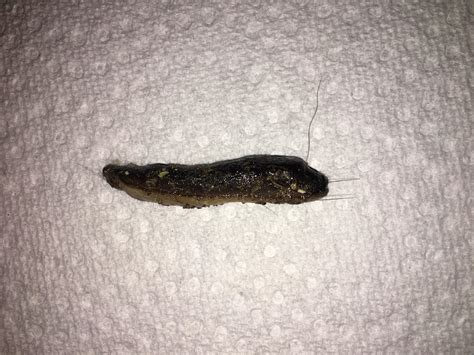 How to knoe what killded my kitten. I think my cat killed this thing and brought it up stairs ...