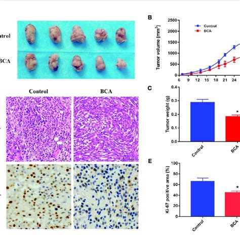 BCA Inhibits Tumor Growth In Nude Mice A The Tumor Of Control And
