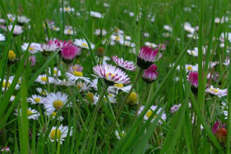 ✓ gratuiti a scopo commerciale ✓ immagini di alta qualità. Fiori di campo: ecco cosa colora maggio - Vivi Puro