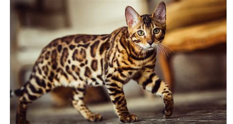 We show our cats in the international cat association (tica). Bengal Cat For Adoption Near Me - The W Guide