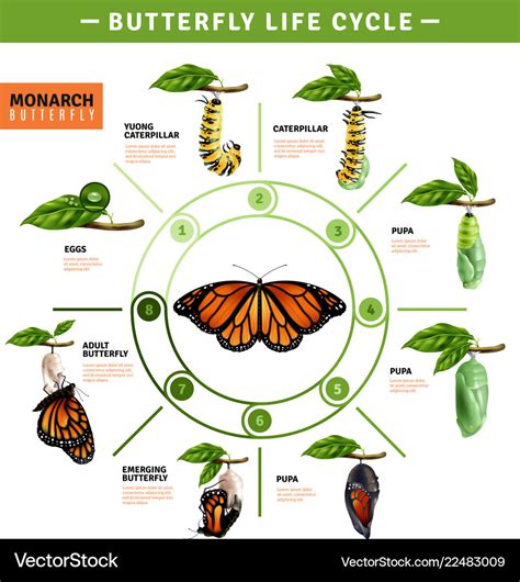 Life Cycle Of A Butterfly Stages Of A Butterfly Life Cycle Images