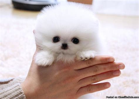 One look is all it takes for these adorable are you ready to begin your search among our teacup puppies for adoption? **Tiny Teacup Pomeranian Puppies For Adoption** for sale in Erie, Colorado - Best pets Online