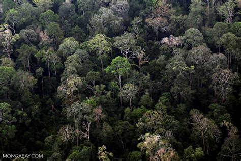 Sumatran Rainforest Riau1382