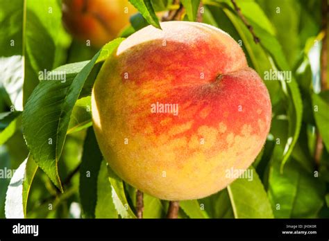 Ripe Peach Fruits On The Tree In Garden Stock Photo Alamy