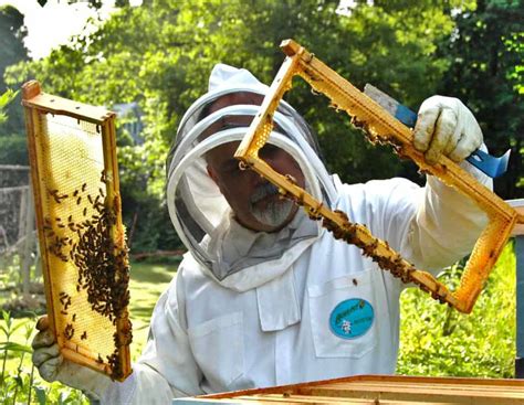 Harvest Delicious Honey From Your Own Beehive Start Beekeeping And Reap The Sweet Rewards