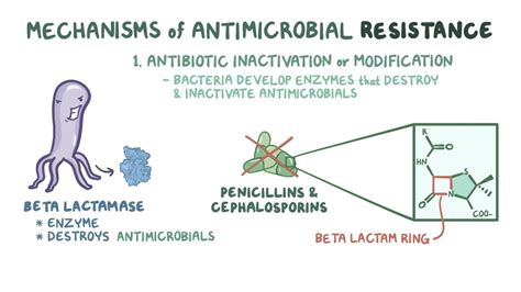 Mechanisms Of Antibiotic Resistance Video And Anatomy Osmosis