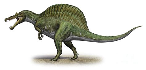 Spinosaurus Wiki Prehistorica Fandom