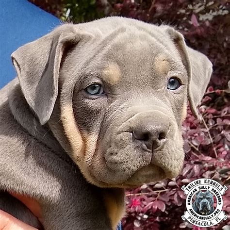 American bully xl purebred puppies ready for their forever home 1st may pups are blue or lilac wormed every 2 weeks microchipped, first vaccination c3 and vet checked. Blue Tricolor XL American Bully - TriLine Kennels