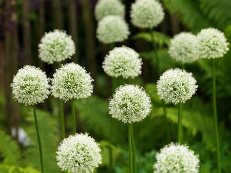 We would like to show you a description here but the site won't allow us. Details about 3 x GIGANTIC White ALLIUM Mount Everest ...
