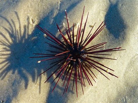 Long Spined Urchin Long Spined Urchin I Love Shelling
