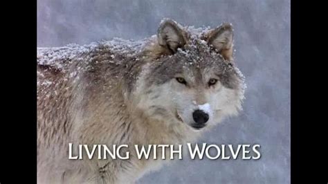 Living With Wolves And The Sawtooth Pack Tribute Youtube