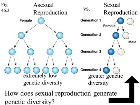 The Genetics Of Sexual Reproduction How Genes Lead To Diversity