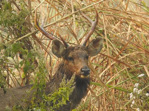 Sambar Deer Spotted In Chitwan National Park Sapana Lodge Chitwan Nepal